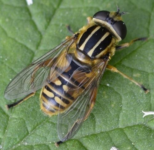 Réf. 206 357 : Helophilus pendulus